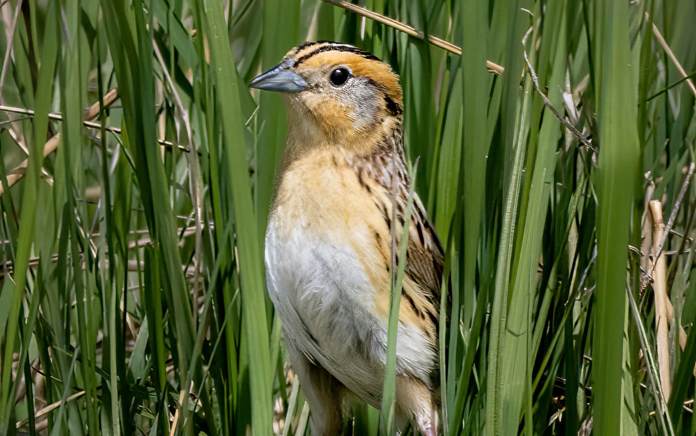 Coastal bird