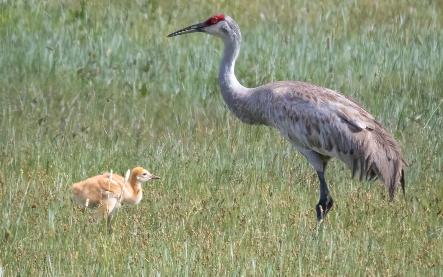 Sandhill cranes