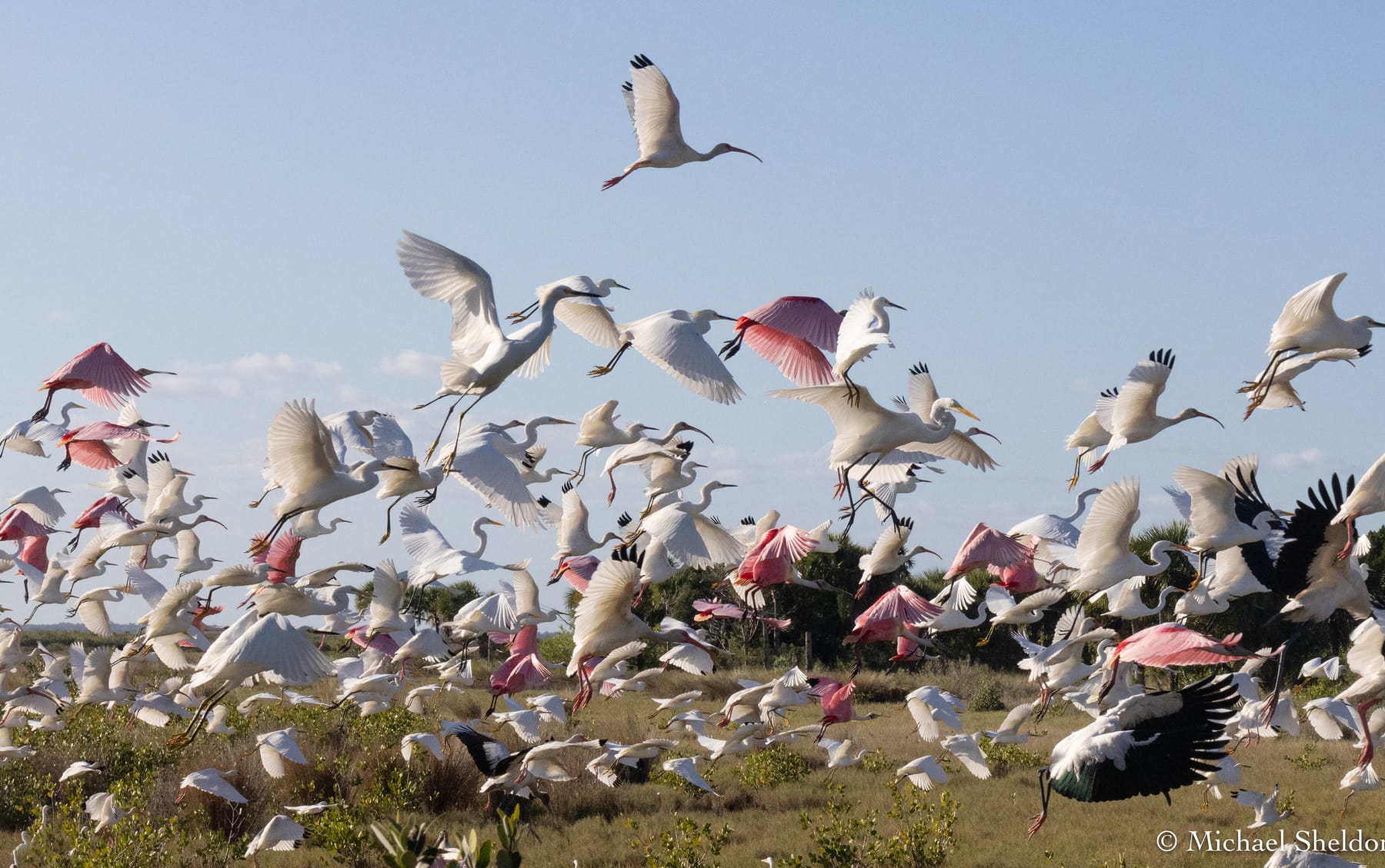 A flock of wading birds