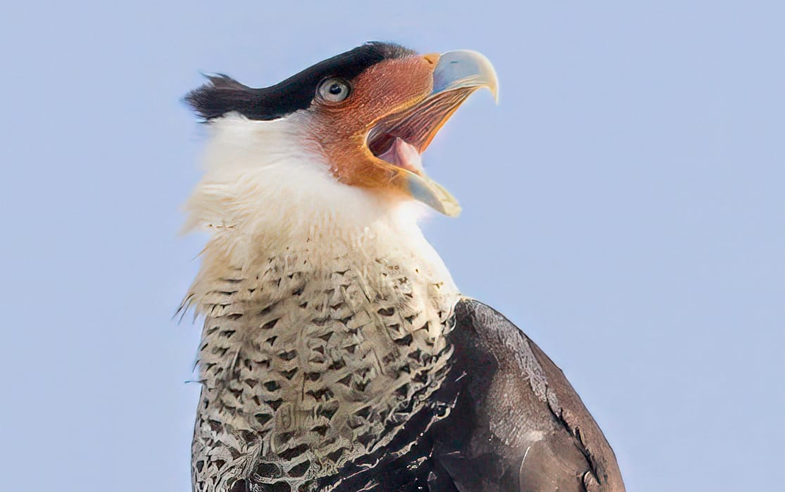 Florida bird