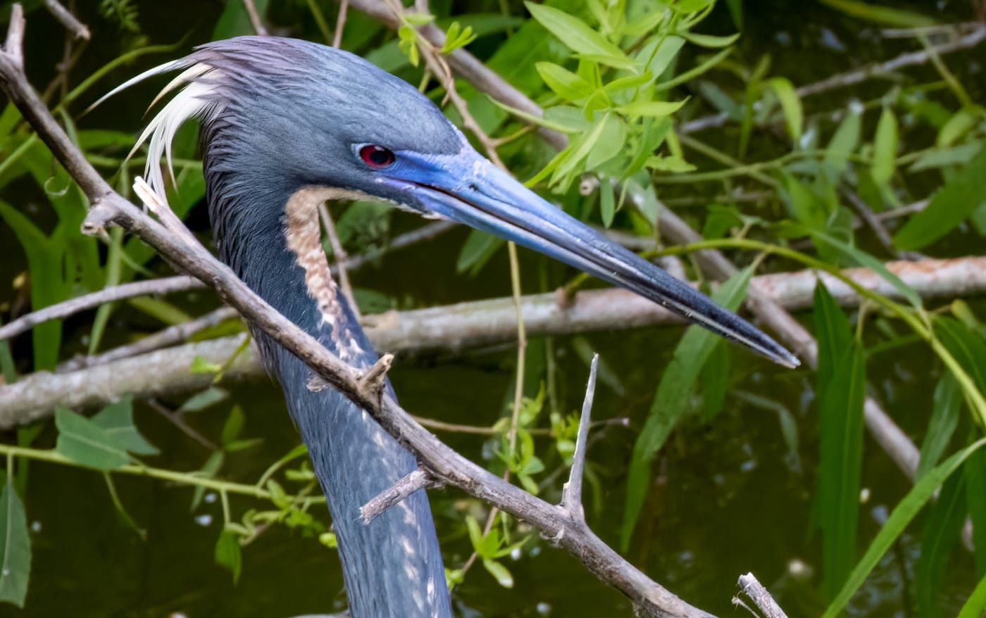Tricolored heron
