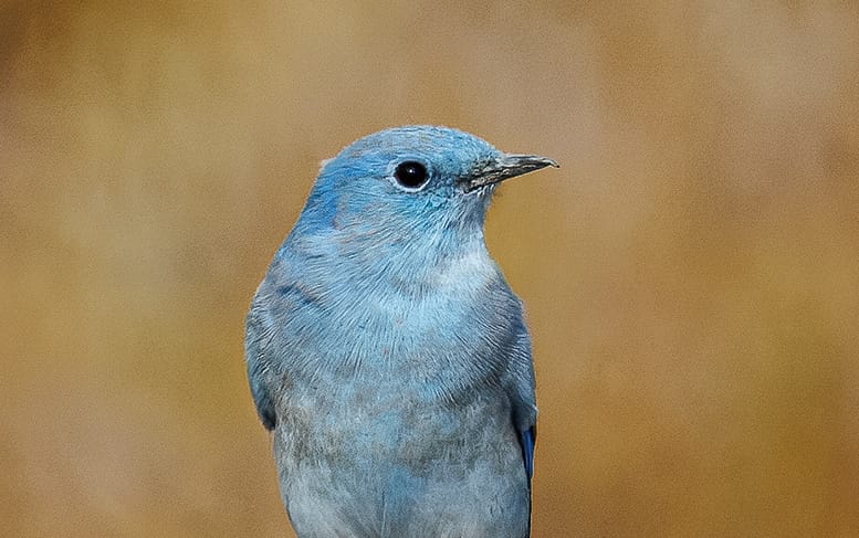 Bird study