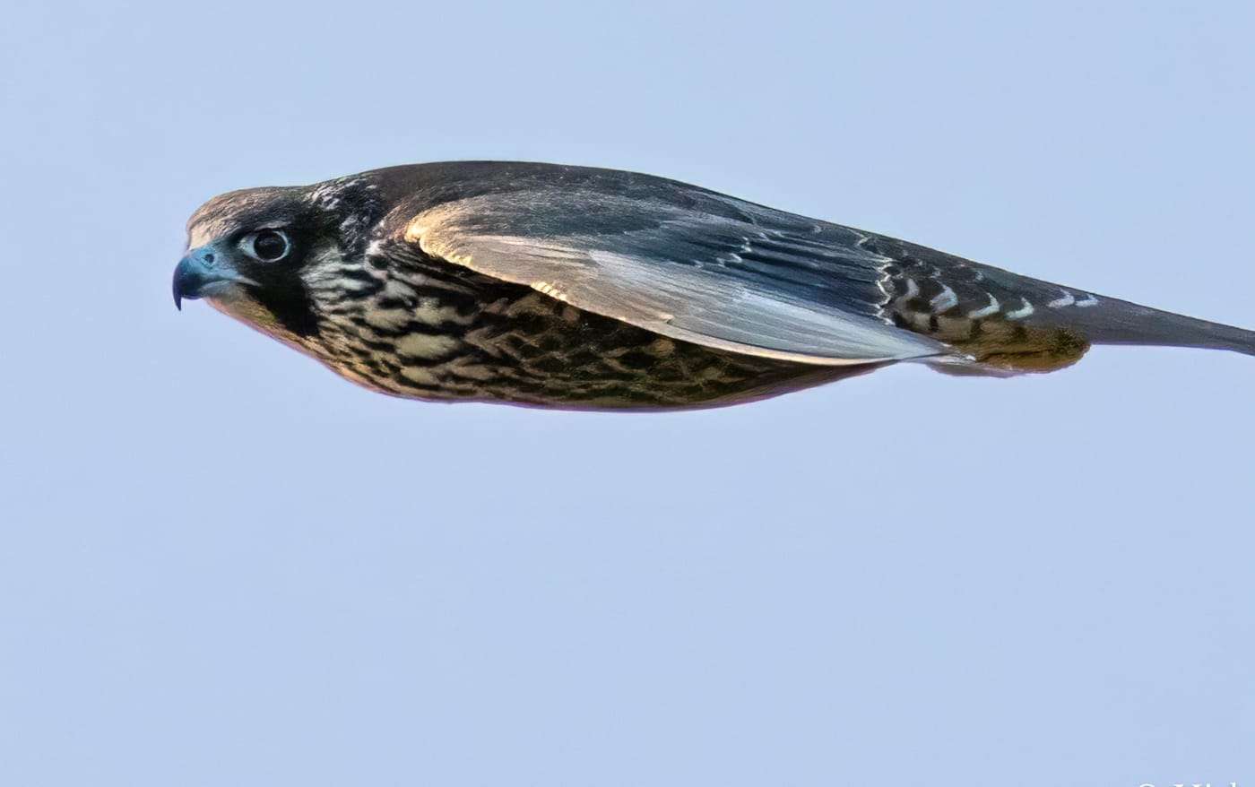 Perched bird
