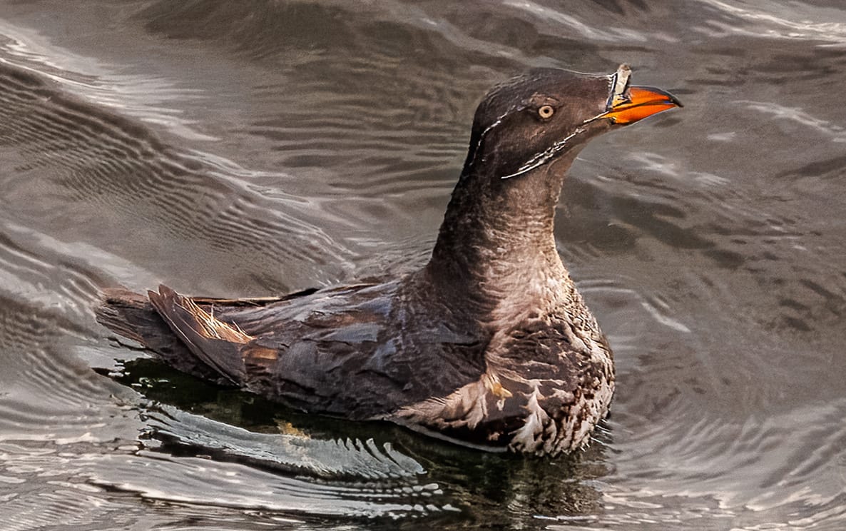 Bird, Whidbey Island