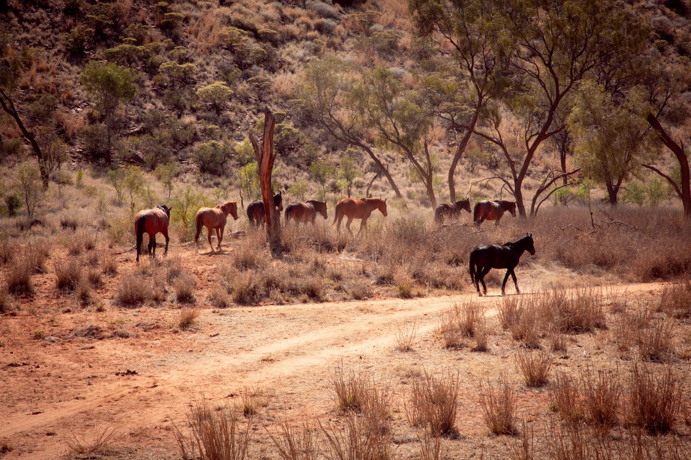 A herd of horses in golden light