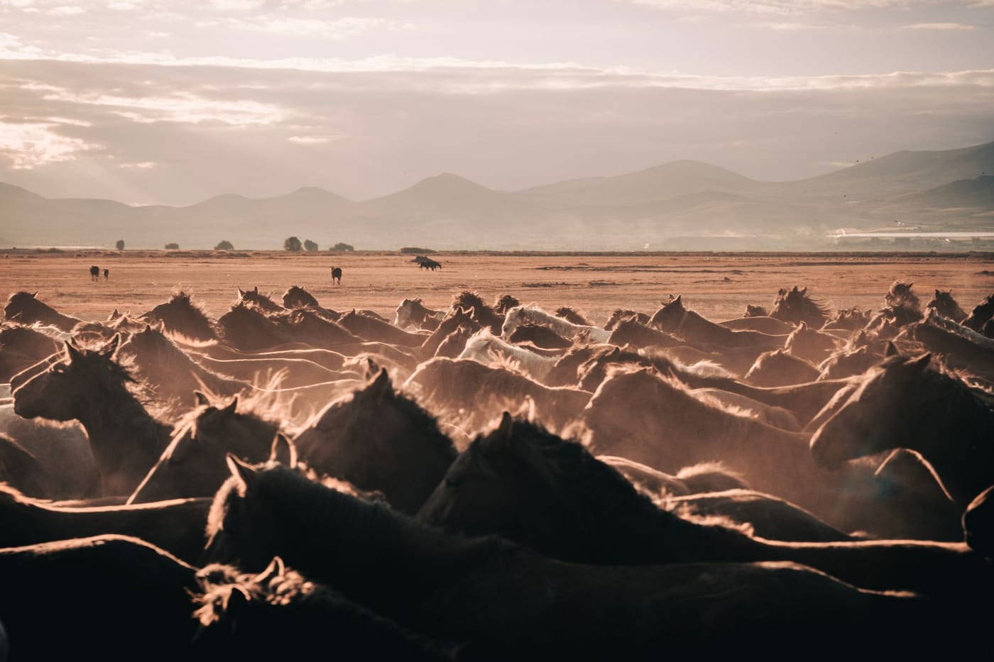 Horses on a desert trail