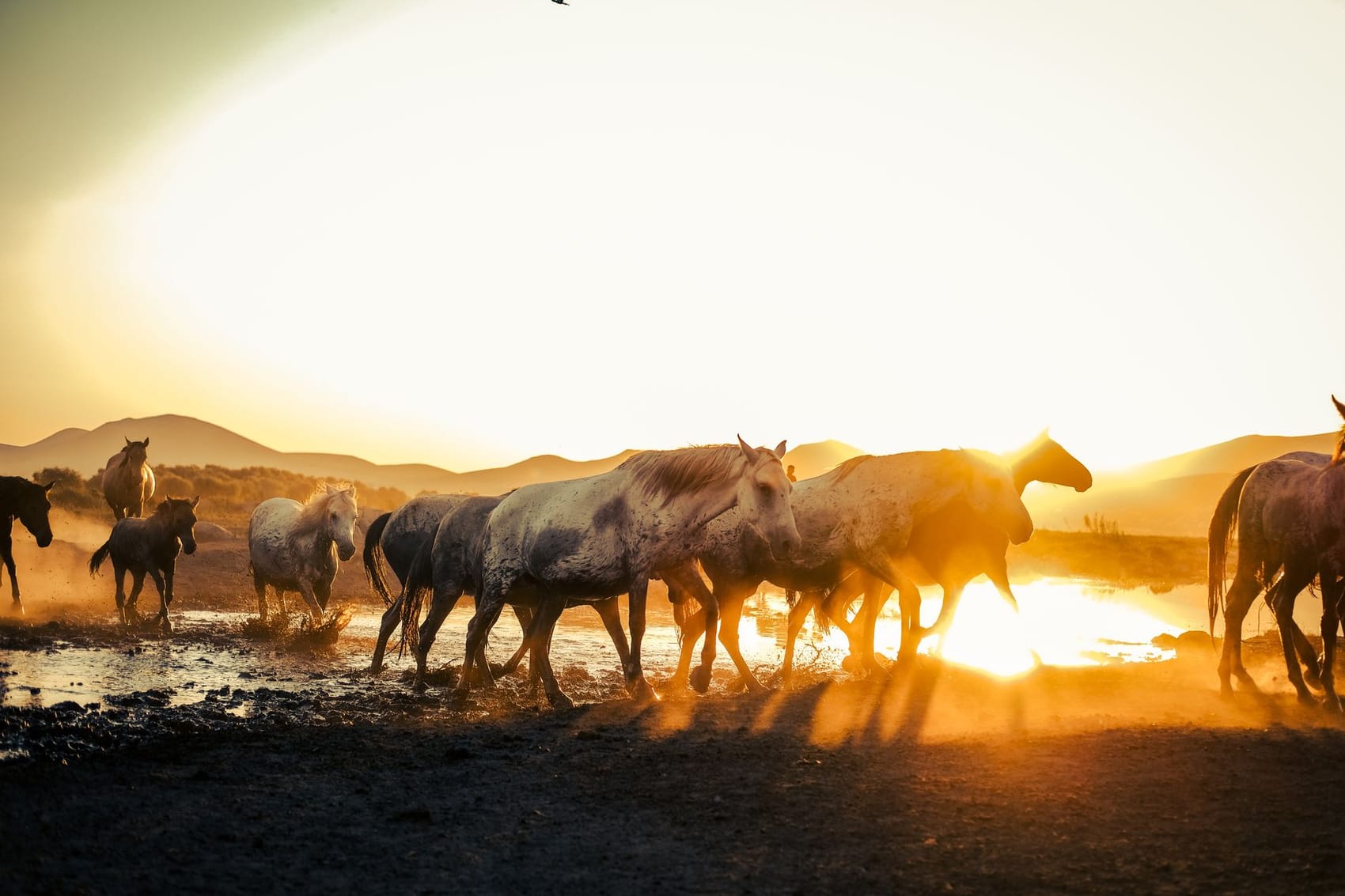 Wild horses at sunset